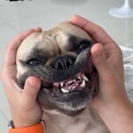 Mikhail Varshavski Instagram - My sister’s Frenchie is something else 👹