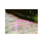 Min Hyo-rin Instagram - 🌸🌸🌸🌸🌸