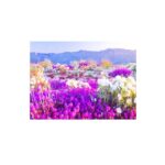 Min Hyo-rin Instagram - 꽃은 언제봐도 이쁘다🌸😄
