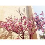 Min Hyo-rin Instagram - 내년에또만나👋🏻🌸🌳 #겹벚꽃