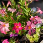 Ming-Na Wen Instagram - Garden Girl Time! Happiness is seeing my beautiful flowers bloom. 🌹🌸💐🌺🌷🪻 Empty Nester: Day 1 Let's see how much I get done. Maybe not do anything at all!😁