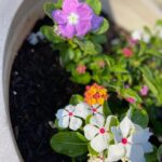 Ming-Na Wen Instagram - Garden Girl Time! Happiness is seeing my beautiful flowers bloom. 🌹🌸💐🌺🌷🪻 Empty Nester: Day 1 Let's see how much I get done. Maybe not do anything at all!😁