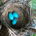Minka Kelly Instagram - new life. happening in my own back yard. of all the trees and safe havens in the neighborhood thank you little blue bird for trusting your nest is safe with me. 🙇🏻‍♀️🐣🥲🙏🏼 in awe of nature and the intricacy of how she built this perfect little nest from scratch with just a beak, little twig by little twig. and I got to watch her build it. she’s feeding them now and I wish I could go out and record it but if I open the door she’ll be frightened away (they’re that close to my back door!) so you’ll have to use your imagination and I’ll keep that little miracle moment locked in my memory for safe keeping. #WhenSnowWhiteMeetsNatGeo #holyshit #myheartisfull