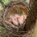 Minka Kelly Instagram - new life. happening in my own back yard. of all the trees and safe havens in the neighborhood thank you little blue bird for trusting your nest is safe with me. 🙇🏻‍♀️🐣🥲🙏🏼 in awe of nature and the intricacy of how she built this perfect little nest from scratch with just a beak, little twig by little twig. and I got to watch her build it. she’s feeding them now and I wish I could go out and record it but if I open the door she’ll be frightened away (they’re that close to my back door!) so you’ll have to use your imagination and I’ll keep that little miracle moment locked in my memory for safe keeping. #WhenSnowWhiteMeetsNatGeo #holyshit #myheartisfull