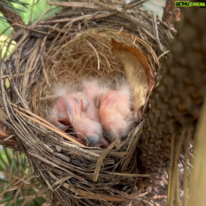 Minka Kelly Instagram - new life. happening in my own back yard. of all the trees and safe havens in the neighborhood thank you little blue bird for trusting your nest is safe with me. 🙇🏻♀️🐣🥲🙏🏼 in awe of nature and the intricacy of how she built this perfect little nest from scratch with just a beak, little twig by little twig. and I got to watch her build it. she’s feeding them now and I wish I could go out and record it but if I open the door she’ll be frightened away (they’re that close to my back door!) so you’ll have to use your imagination and I’ll keep that little miracle moment locked in my memory for safe keeping. #WhenSnowWhiteMeetsNatGeo #holyshit #myheartisfull
