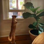 Minka Kelly Instagram - Every morning after breakfast he waits for his friends to take him to the park. Day 7 of 14. Quarantine in Toronto.