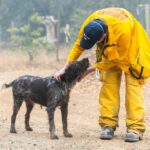 Minka Kelly Instagram - Over 200K acres have been destroyed, many have lost everything, but there are stories of hope and resilience. My friends @ifawglobal deployed (at the invitation of North Valley Animal Disaster Group) to the North Complex Fires. Just yesterday the team found Pippa – she was separated from her family and alone. They rescued and cared for her and she’s being reunited with her humans. Thank you @ifawglobal for being on the ground and making stories like this possible. Link in bio or swipe up in my story to make a donation to help search and rescue teams find animals affected by the fire, make sure they have safe shelter and help organize the rescue efforts of animals in California and around the world. 💔