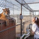 Minka Kelly Instagram - repost @action4ifaw IFAW ambassador @MinkaKelly toured @lionstigers_andbears—an accredited "no kill, no breed, no contact" wildlife sanctuary in Alpine, California—to help us highlight the makings of a true sanctuary.⁠⠀ ⁠⠀ Lions Tigers & Bears provides a safe haven for abused and abandoned exotic animals and advocates to end the exotic animal trade. Unlike pseudo-sanctuaries, which seek to profit from wild animals, Lions Tigers & Bears does not use their animal residents for commercial purposes. They also do not breed their animals and do not allow public contact with them. Cub petting and photo ops with wild animals are dangerous practices that put people at risk and are inhumane for the animals which are often drugged, declawed/defanged, or taken from their mothers at a young age.⁠⠀ ⁠⠀ Minka met the residents of Lions Tigers & Bears (from a safe distance!), like Maverick the tiger and Baloo the moon bear. All have spacious, enriching habitats, nutritious diets, and quality veterinary care utilizing the highest safety standards.⁠⠀ ⁠⠀ She also helped advocate for an incredibly important bill—the Big Cat Public Safety Act. Reflecting broad public support for safeguarding tigers, lions, leopards, and other big cats, Congress is considering legislation that would bring an end to the private ownership of dangerous wild cats in the U.S. ⁠⠀ ⁠⠀ If this bill passes, it would help keep big cats out of the hands of unscrupulous breeders, pseudo-sanctuaries, and roadside zoos. Tap the link in our bio to send a note to your members of Congress letting them know that you support this bill. You can view Minka's trip to Lions Tigers & Bears in our Story Highlights—stay tuned as she continues to support IFAW + big cats!⁠⠀ ⁠⠀ Photo: Alexis Embrey action4ifaw . . . . . #peopleandplanet #protectnature #lionlove #bigcatsofinstagram #wildanimals #africanlion #wildlife_vision #tigerlover #wildlife_inspired #wildlifeonearth #amazingwildlife #savetigers