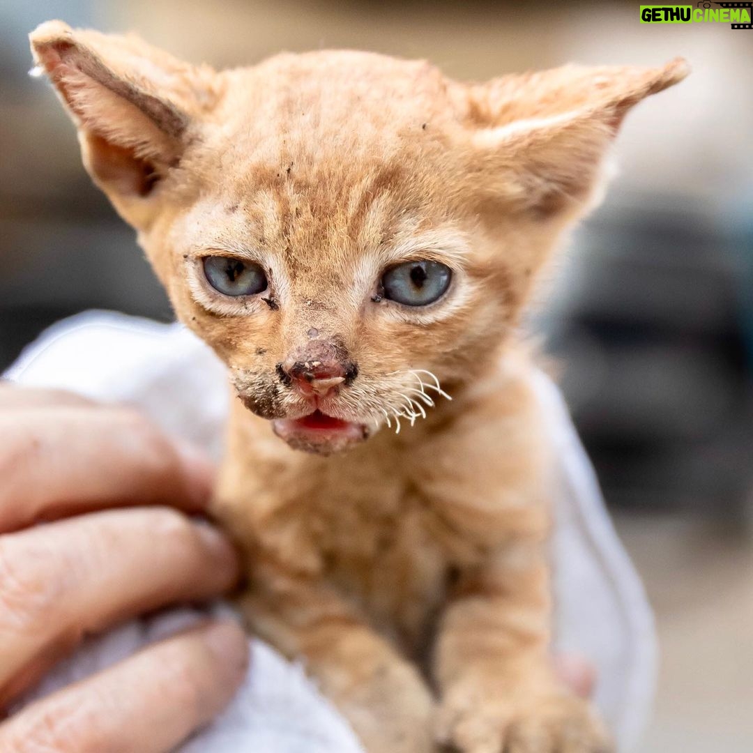 Minka Kelly Instagram - Over 200K acres have been destroyed, many have lost everything, but there are stories of hope and resilience. My friends @ifawglobal deployed (at the invitation of North Valley Animal Disaster Group) to the North Complex Fires. Just yesterday the team found Pippa – she was separated from her family and alone. They rescued and cared for her and she’s being reunited with her humans. Thank you @ifawglobal for being on the ground and making stories like this possible. Link in bio or swipe up in my story to make a donation to help search and rescue teams find animals affected by the fire, make sure they have safe shelter and help organize the rescue efforts of animals in California and around the world. 💔