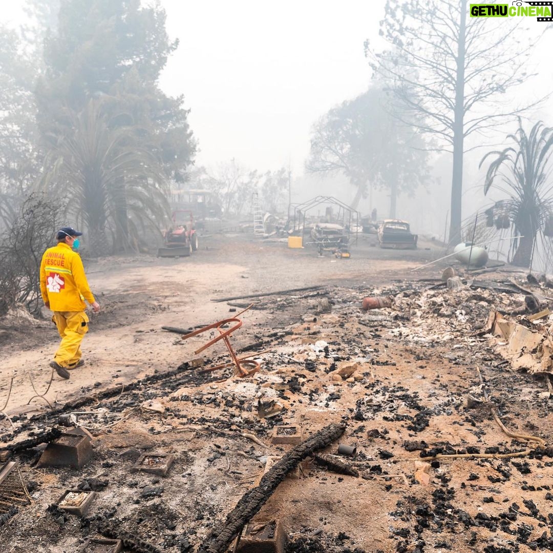 Minka Kelly Instagram - Over 200K acres have been destroyed, many have lost everything, but there are stories of hope and resilience. My friends @ifawglobal deployed (at the invitation of North Valley Animal Disaster Group) to the North Complex Fires. Just yesterday the team found Pippa – she was separated from her family and alone. They rescued and cared for her and she’s being reunited with her humans. Thank you @ifawglobal for being on the ground and making stories like this possible. Link in bio or swipe up in my story to make a donation to help search and rescue teams find animals affected by the fire, make sure they have safe shelter and help organize the rescue efforts of animals in California and around the world. 💔