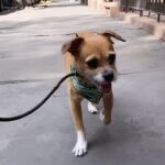 Minka Kelly Instagram - this lil stud and his bouncy lil ears