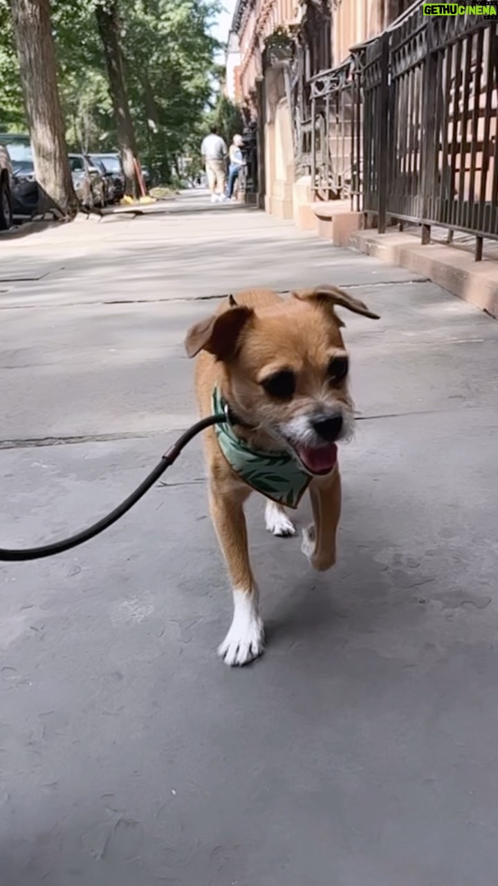 Minka Kelly Instagram - this lil stud and his bouncy lil ears
