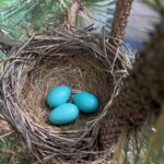 Minka Kelly Instagram - new life. happening in my own back yard. of all the trees and safe havens in the neighborhood thank you little blue bird for trusting your nest is safe with me. 🙇🏻‍♀️🐣🥲🙏🏼 in awe of nature and the intricacy of how she built this perfect little nest from scratch with just a beak, little twig by little twig. and I got to watch her build it. she’s feeding them now and I wish I could go out and record it but if I open the door she’ll be frightened away (they’re that close to my back door!) so you’ll have to use your imagination and I’ll keep that little miracle moment locked in my memory for safe keeping. #WhenSnowWhiteMeetsNatGeo #holyshit #myheartisfull