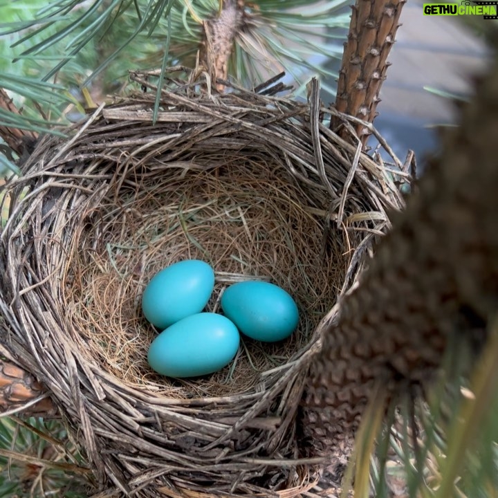 Minka Kelly Instagram - new life. happening in my own back yard. of all the trees and safe havens in the neighborhood thank you little blue bird for trusting your nest is safe with me. 🙇🏻♀️🐣🥲🙏🏼 in awe of nature and the intricacy of how she built this perfect little nest from scratch with just a beak, little twig by little twig. and I got to watch her build it. she’s feeding them now and I wish I could go out and record it but if I open the door she’ll be frightened away (they’re that close to my back door!) so you’ll have to use your imagination and I’ll keep that little miracle moment locked in my memory for safe keeping. #WhenSnowWhiteMeetsNatGeo #holyshit #myheartisfull