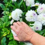 Miranda Hart Instagram - I like cupping a Dahlia…. Don’t be cheeky…
