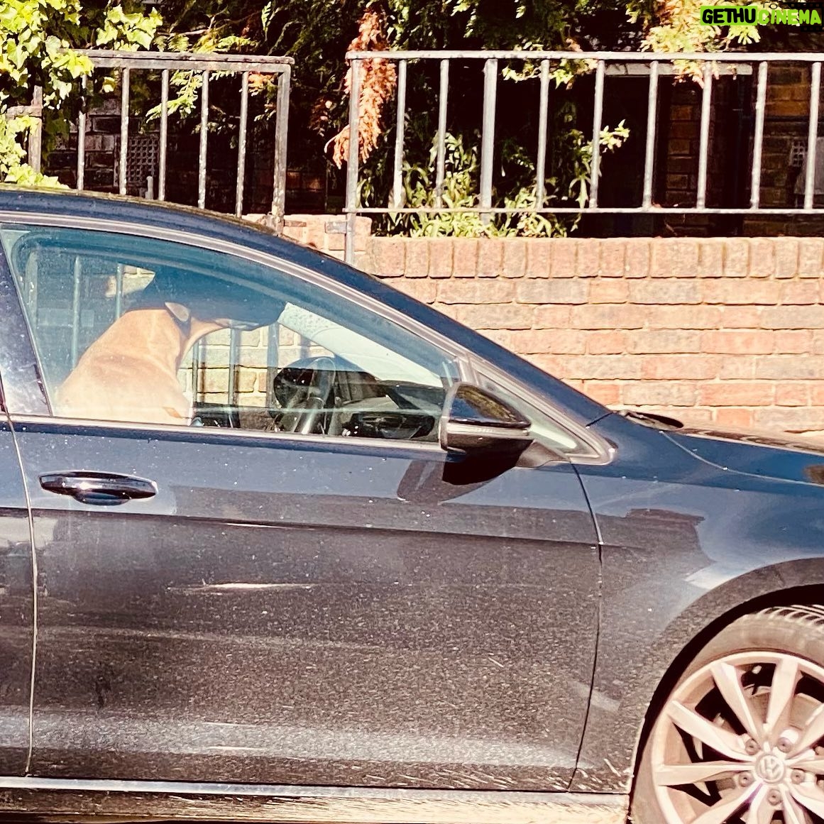 Miranda Hart - 15K Likes - First thought - thatβs a dog isnβt it? (Takes picture)
Second thought - please can this dog be Prime Minister