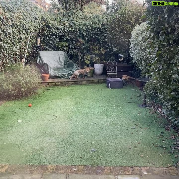 Miranda Hart - 22.5K Likes - Fellow #winterwatch fans This is for #chrispackham who wanted to live with foxes and his poodles. I have a family of foxes next door and Patti the poodle cross doesnβt want to be friends. Yet.
Thank you @bbcspringwatch for bringing us such glorious nature to our homes.