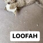 Miranda Hart Instagram – Any recommendations for some toys that actually keep an intelligent Poodle cross interested so they don’t eat for example your bath LOOFAH (great word)