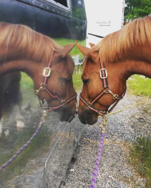 Miranda Lambert Instagram - The pretty inspiration behind the @idyllwind brand. This is Ellie (Idyllwind Ellund ). She is a Welsh Cob and she is a feisty red head. This is the first horse that really taught me to be brave and try things that scare me. I didn’t start riding until I was 30 but it was always a dream of mine. She kept me safe in the saddle and she showed how me to get in the show ring with confidence. Now I have 6 horses and riding is my biggest passion besides rescue animals and music. This brand @idyllwind is about being who you are, being brave and taking chances. About trying new things no matter where you are in your life. About  going out there  and getting what you want. Horses are the best teachers🐴. She is pretty much retired now at the farm living her best green pasture life but every time I ride her I think about our decade together and thank her for all the lessons. #idyllwindellund
🧡🐴
