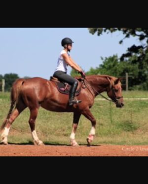 Miranda Lambert Instagram - The pretty inspiration behind the @idyllwind brand. This is Ellie (Idyllwind Ellund ). She is a Welsh Cob and she is a feisty red head. This is the first horse that really taught me to be brave and try things that scare me. I didn’t start riding until I was 30 but it was always a dream of mine. She kept me safe in the saddle and she showed how me to get in the show ring with confidence. Now I have 6 horses and riding is my biggest passion besides rescue animals and music. This brand @idyllwind is about being who you are, being brave and taking chances. About trying new things no matter where you are in your life. About  going out there  and getting what you want. Horses are the best teachers🐴. She is pretty much retired now at the farm living her best green pasture life but every time I ride her I think about our decade together and thank her for all the lessons. #idyllwindellund
🧡🐴