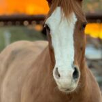Miranda Lambert Instagram - Y’all please welcome the newest member of our farmily. This is “Cool”. He is one of the sweetest horses I’ve ever met. He does it all with grace and patience and has already taught me so much. In the last few months I’ve picked up the hobby of mounted shooting and in the process I’ve made some amazing new friends including this handsome fella. He came at the perfect time in my life when I needed a challenge and to try something new. I turned 40 in November and I’m ready for a decade of pushing myself to be better and bolder both personally and professionally. This feels like the perfect beginning to that journey. Thanks to my great friend @kenda_lenseigne for this match made in cowgirl heaven. Mark and Karen Plumlee loved this horse so much and are kind enough to trust me with him for his next adventures . Y’all get ready it’s gettin country and western around here! 🧡🐴 #CoolTheCadillac #CoolLambert #arizona New River, Arizona