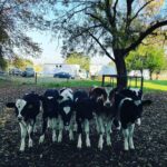 Miranda Otto Instagram - My Friday Squad 🐄 🐄🐄🐄🐄🐄🐄