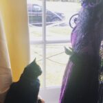 Miranda Otto Instagram - Velvet v’s Halloween 🐈‍⬛V 🧙