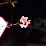 Mizuki Yamamoto Instagram - ⋆⸜☾⸝‍⋆ 桜が少し咲いていました。 これからどんどん咲いていくかな。 スチール哲平 @steelteppei さんの焼き鳥屋さん @teppeichan2024 へ。 プレオープンしているので、皆様お花見に是非。