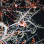 Mizuki Yamamoto Instagram - ⋆⸜☾⸝‍⋆ 桜が少し咲いていました。 これからどんどん咲いていくかな。 スチール哲平 @steelteppei さんの焼き鳥屋さん @teppeichan2024 へ。 プレオープンしているので、皆様お花見に是非。