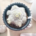 Mizuki Yamamoto Instagram - ⋆⸜☾⸝‍⋆ 花が咲いてた★