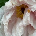 Molly Ringwald Instagram – These blowsy girls #garden #peonies #theysayitsspring