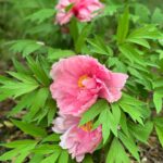 Molly Ringwald Instagram – These blowsy girls #garden #peonies #theysayitsspring