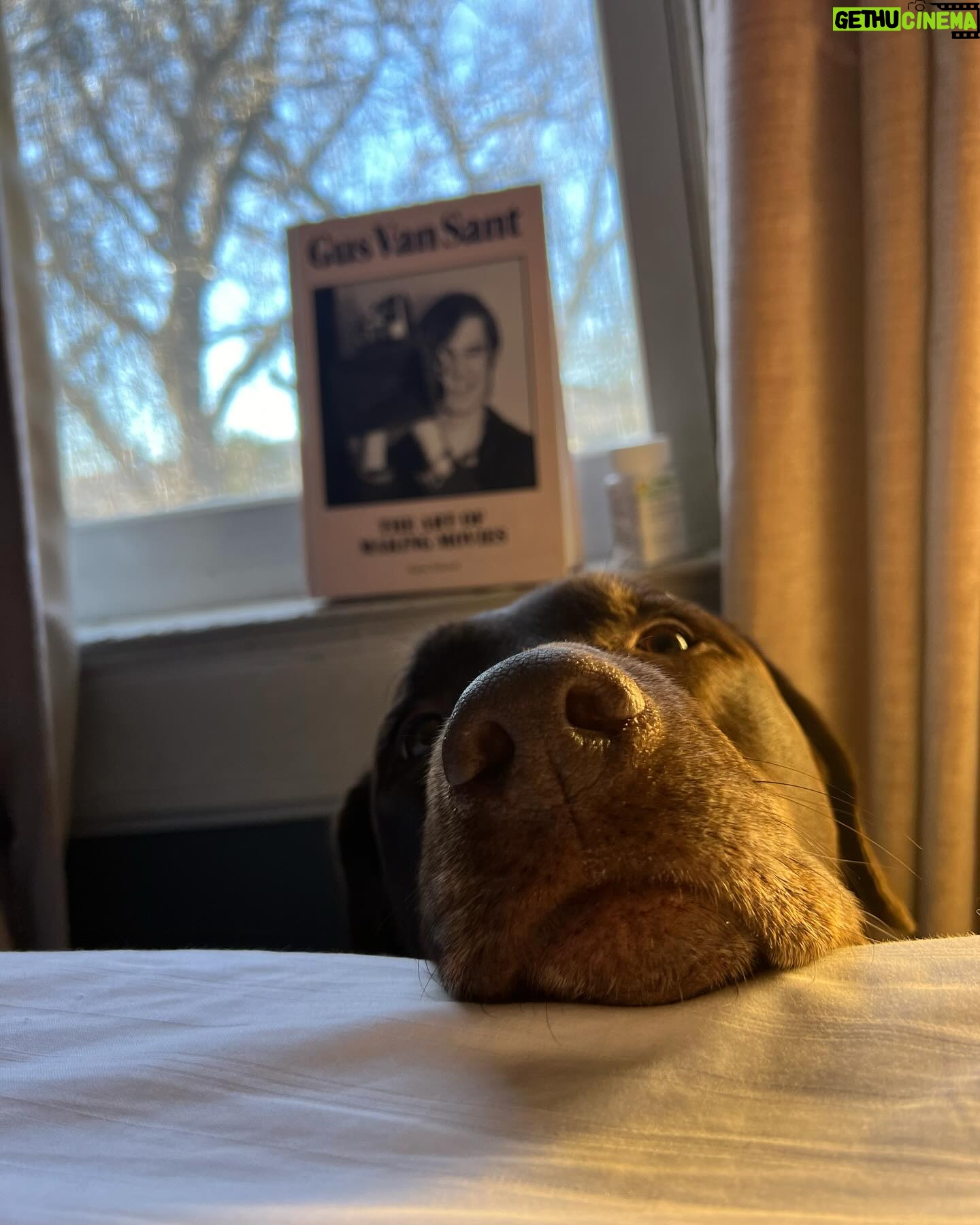 Molly Ringwald Instagram - She thinks she'll break me and I'll let her on the bed. #dogsofinstagram
