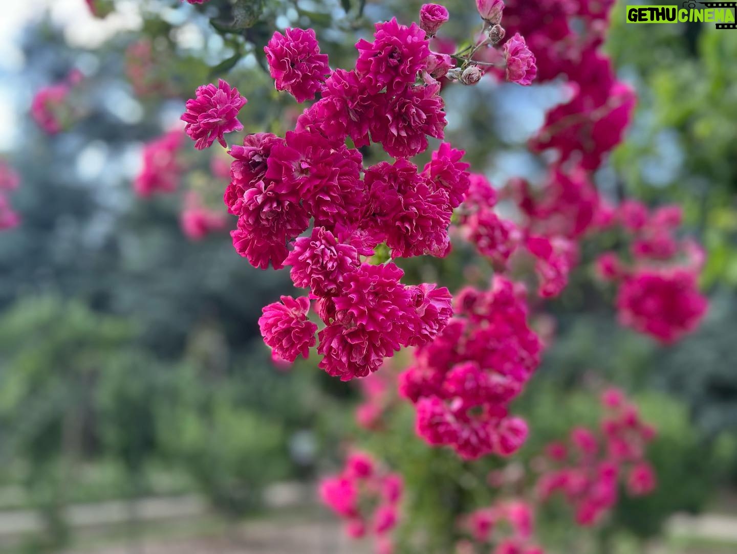 Molly Ringwald Instagram - What a magical place! Just outside of Paris I felt like I had entered a Miyazaki film. Merci Jean-Philippe for insisting! #albertkahn