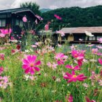 Mone Kamishiraishi Instagram - 今日はリリース祭りでした 「ひかりのあと」Yogeeのグルーヴをまるっと惜しみなく授けてくださった角舘健悟さん。「skip」たくさんのやりとりを通して柔軟に導いてくださった山本加津彦さん。対照的な二曲、いつでもしっくりと歌える自分でありたいです。 そして「秋桜」はさだまさしさんと山口百恵さんへの敬愛をふんだんに詰めました。遠山哲朗さんの品に満ちたアレンジに感謝。。 秋の真ん中、おいしく食べてなるべくお風呂につかってみなさまどうかご自愛を。夜はせかくらもあるよ。小声