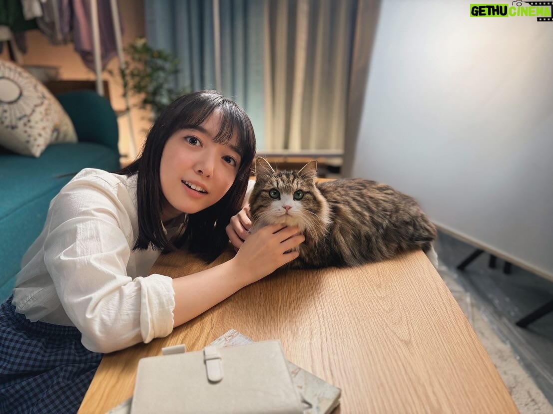 Mone Kamishiraishi - 71.5K Likes - サントリー生ビール、今月から飲食店でも!cmレギュラーキャストのしいさんは、本当はヒトなんじゃないか、もはやヒトより聞き分けがいいんじゃないかと思うほど賢いネコです🐈