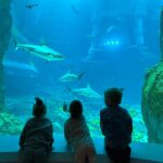 Monika Bagárová Instagram - 🐠🦈🐟🐡 #abudhabi