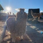 Monique Coleman Instagram - @mountainviewexperience 🇵🇪 was unbelievably magical ✨🦙🦙🦙 #corememoryunlocked #mountainviewexperience #theadventuresofmightymo #sacredvalleyperu