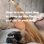 Monique Westenberg Instagram – Hoe leer je je hond niet op bed te slapen!? Swipe —>
