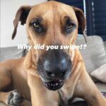 Monique Westenberg Instagram – Hoe leer je je hond niet op bed te slapen!? Swipe —>