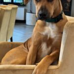 Monique Westenberg Instagram - CATFISH! Toen wij op Bonaire Robbie een dagje meenamen om te gaan zwemmen kregen we een voorbeeldige hond mee. Rustig, aanhankelijk, volgend. Hij luisterde goed en deed er alles aan om ons in te pakken. Het was net Frenkie. Wij waren VERKOCHT! Drie weken later kwam hij naar Nederland, samen met zijn ware aard 😁 #rescuedog #adoptdontshop