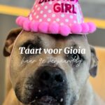 Monique Westenberg Instagram - We had a party today 🥳 #Gioia 9 jaar!! #birthdaydoggo #birthdaypit #dogsofinstagram #dogcake