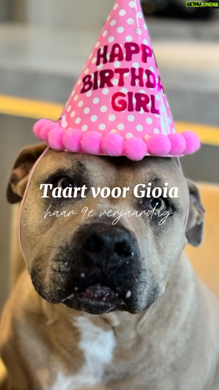 Monique Westenberg Instagram - We had a party today 🥳 #Gioia 9 jaar!! #birthdaydoggo #birthdaypit #dogsofinstagram #dogcake