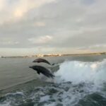 Monique Westenberg Instagram – Altijd wanneer ik op het water ben hoop ik wilde dolfijnen te zien die met de boot mee zwemmen. Dankzij alle tips van jullie om met de Little Tooth te gaan varen, kwam deze ‘droom’ gisteren uit! Dankjulliewel 🐬💕