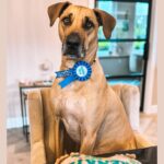 Monique Westenberg Instagram - Onze aller liefste grote vriend is vandaag 5 jaar geworden. Frenkie is echt ons aller aller grootste kado. Ik had me geen aanhankelijkere, lievere en grappigere hond kunnen wensen! Hij is gek op eten, maar op één of andere manier doen onze honden net alsof ze heel netjes en bescheiden zijn wanneer ze hun verjaardagstaart krijgen 😁 #frenkie #birthdaydog #ridgemen #doberback #adoptdontshop