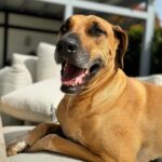 Monique Westenberg Instagram – Dit moet een zondag zijn!

🔅Frenkie
🔆Ik houd van verse bloemetjes 
🔆Kalium voor de hondjes
🔆Shooten voor een aankomende real
🔆Brownies van Dré en Diede (buurmeisje)
🔆Blackpanter undercover
🔆Hopi heet
🔆Lekker vers soepje gemaakt 
🔆Influencers in de maak