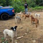 Murilo Cezar Instagram – ontem tivemos uma experiência única de adentrar na aldeia indígena aqui em Bertioga, para realizar uma doação de 300kg de ração. | ao todo na aldeia, são mais de 250 animais. | parabéns @caio_lima e @crossdogs_ por toda iniciativa e a @priscillaesbano por fazer esse lindo trabalho junto à aldeia.