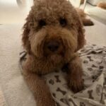 Nadine Leopold Instagram - Life recently 🐶