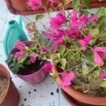 Nahed El Sebai Instagram - Golden hour doing my plants good 🤗🍀🌺
