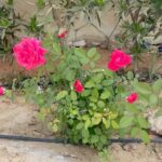 Nahed El Sebai Instagram - Good morning My first flower jam straight from my garden 🌸🌺🥀🌷
